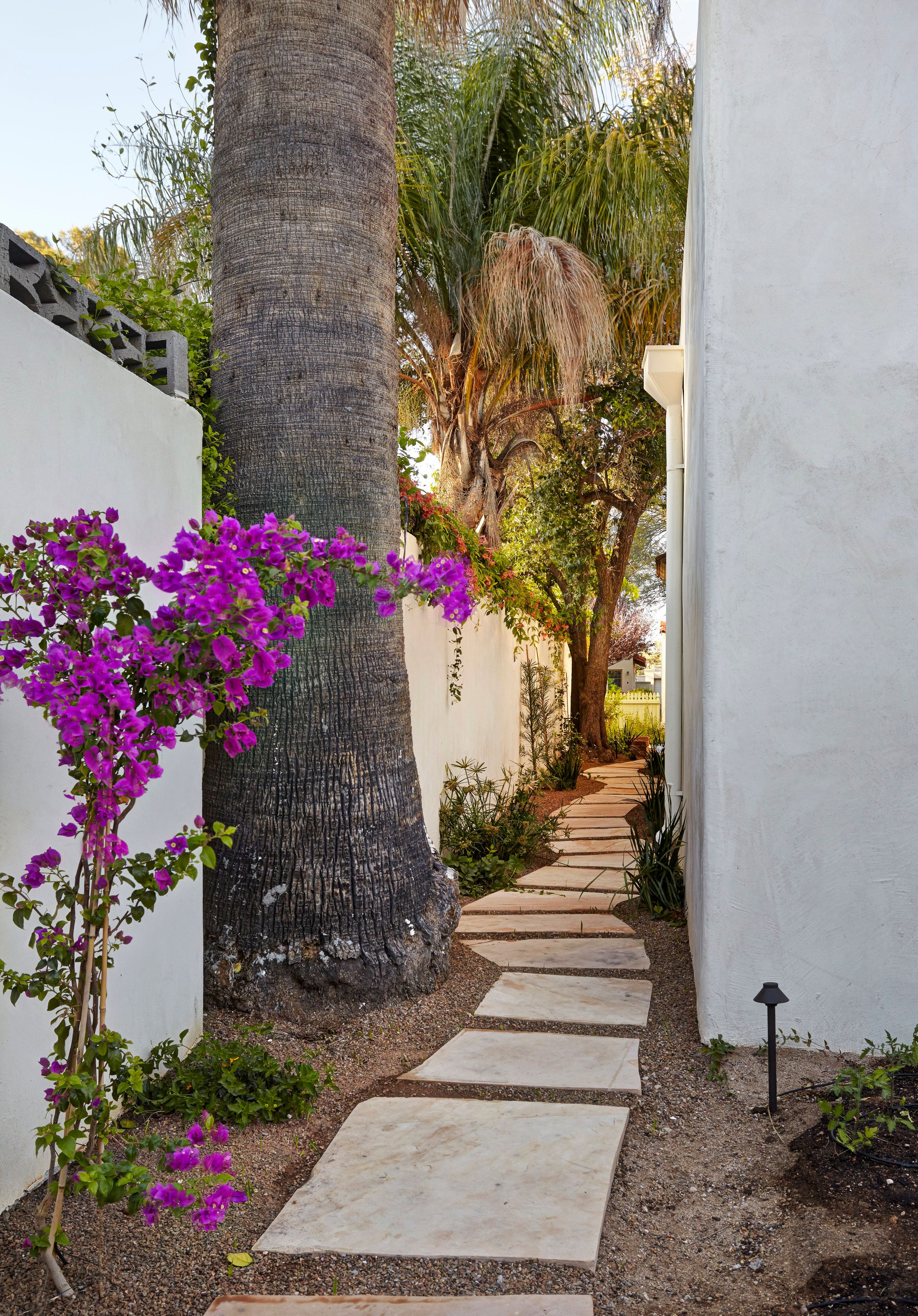 Flagstone side path with bougainvillea climbing a palm trunk